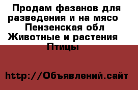 Продам фазанов для разведения и на мясо - Пензенская обл. Животные и растения » Птицы   